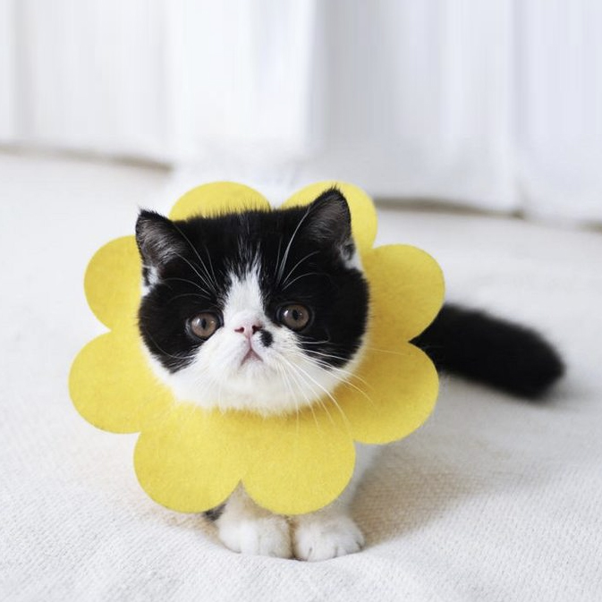 Miękki kołnierz pozabiegowy dla kota, psa, królika - żółty, rozm. XS 3